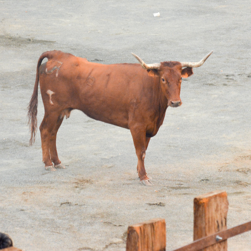 Toros-192021Nk (8 de 11)